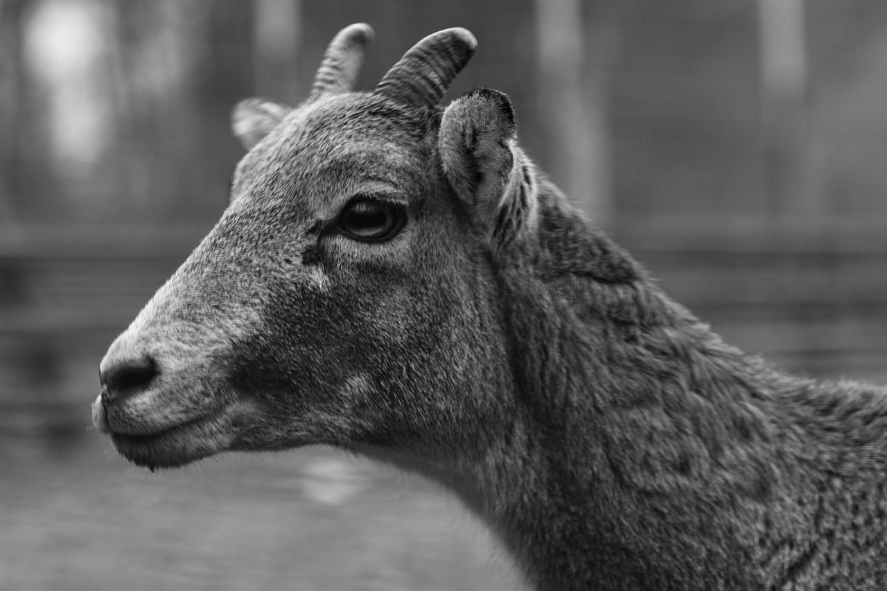 black and white wild antler free photo