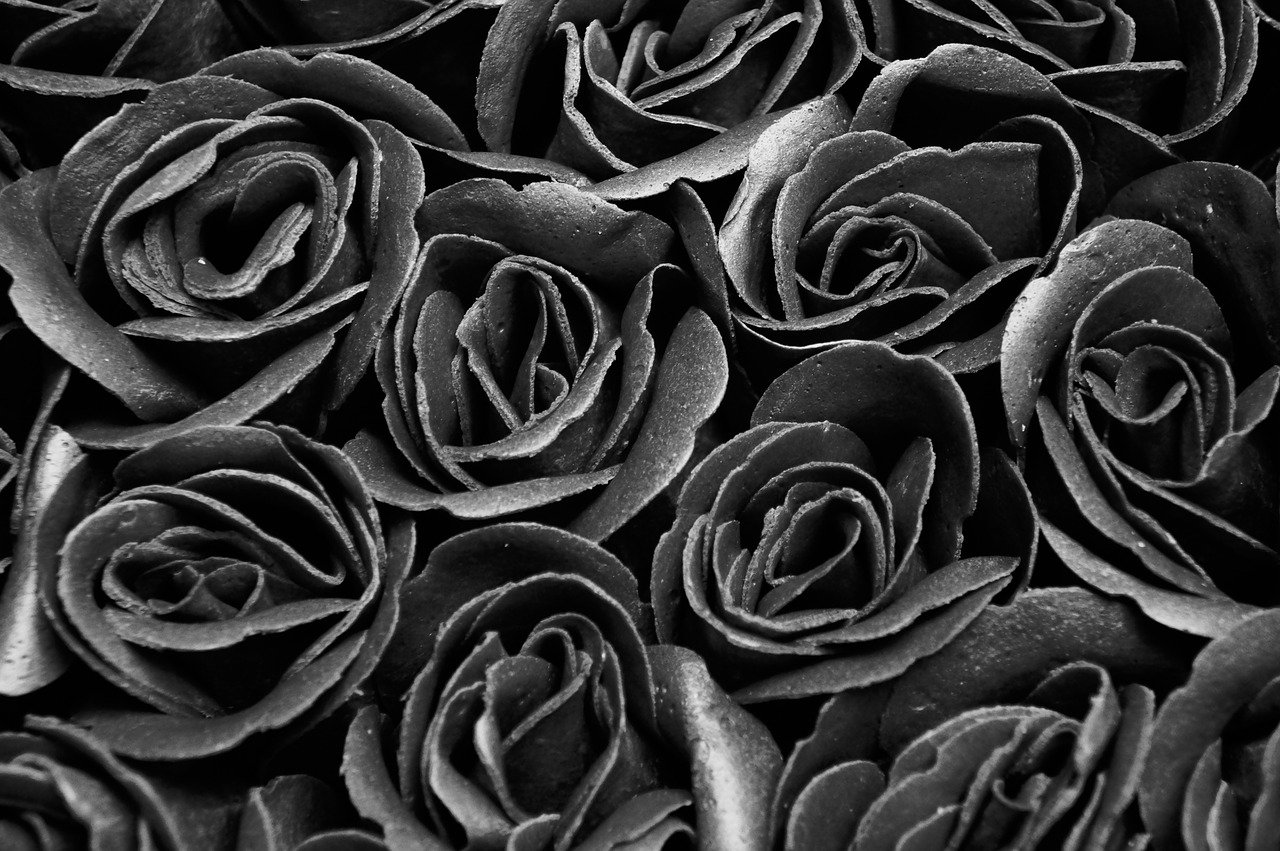 black and white roses flowers free photo