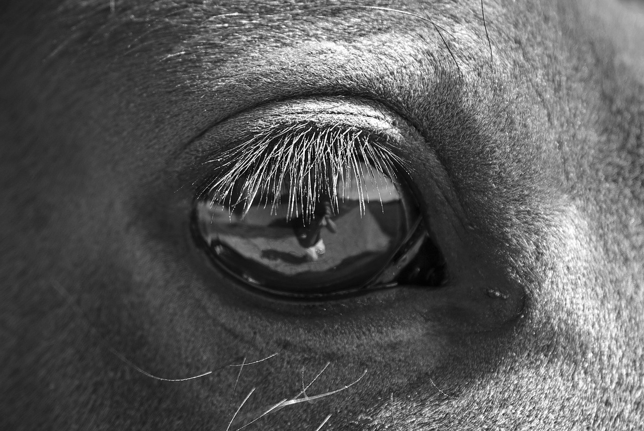 black and white horse eye free photo