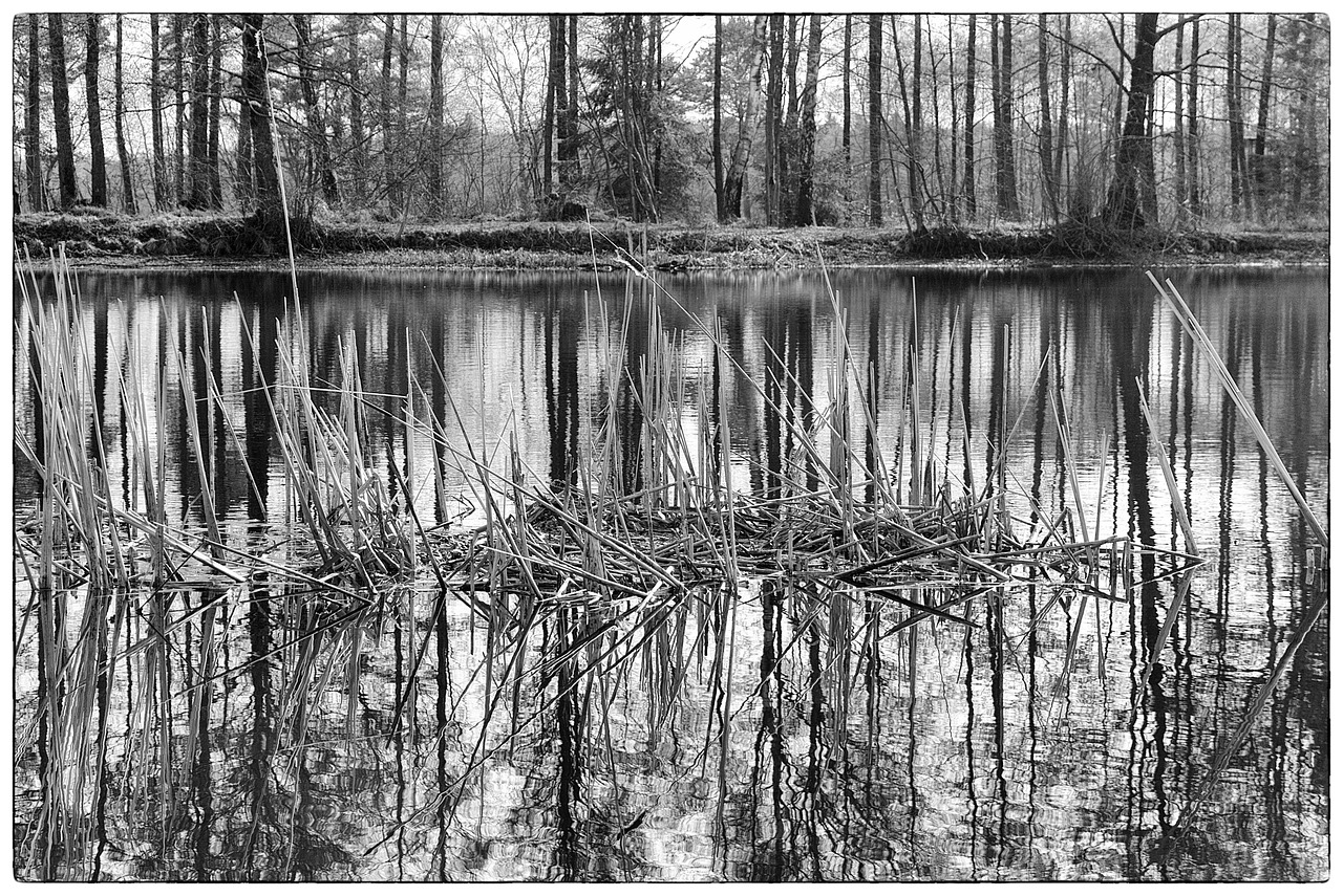 black and white forest tree free photo