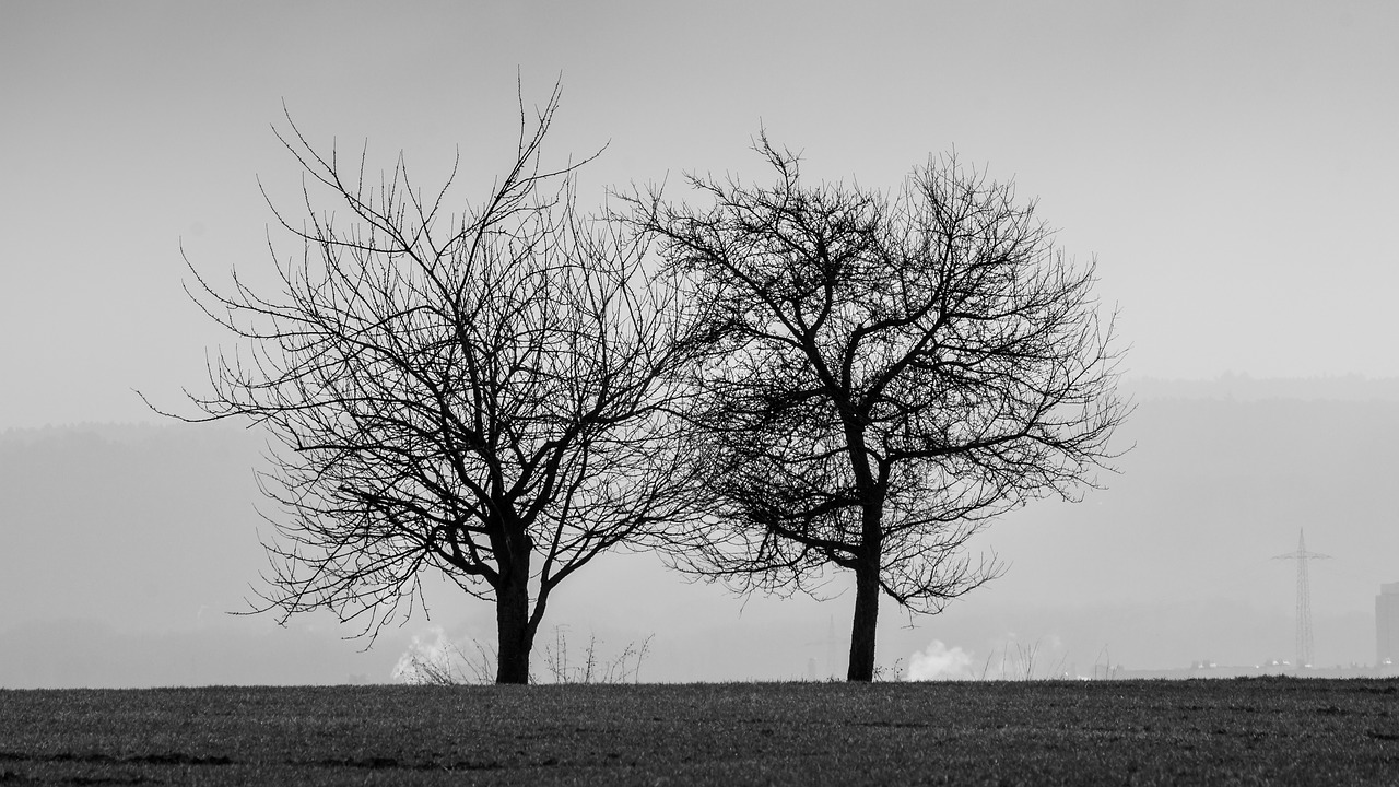 black and white trees black and white photo free photo