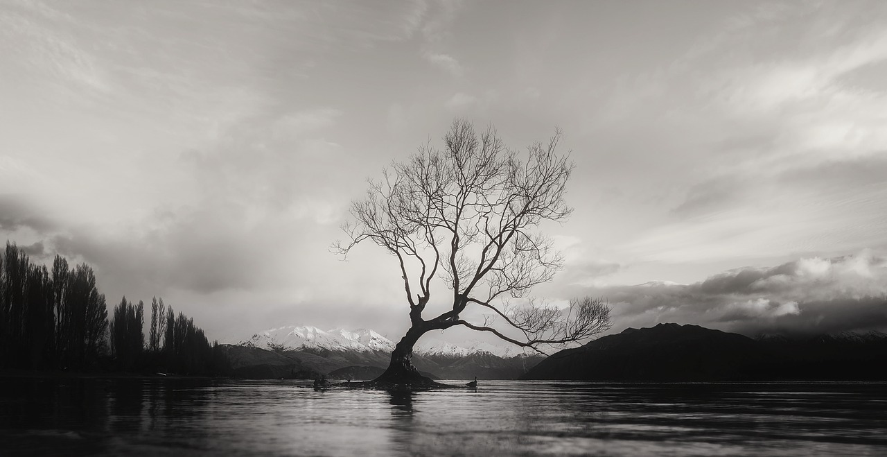 black and white wanaka tree free photo