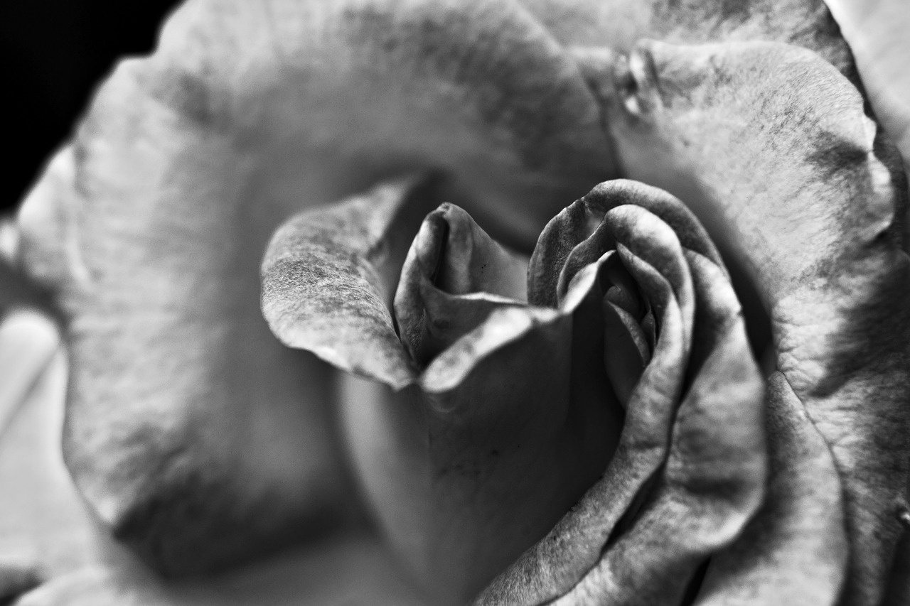 black and white rose flower free photo