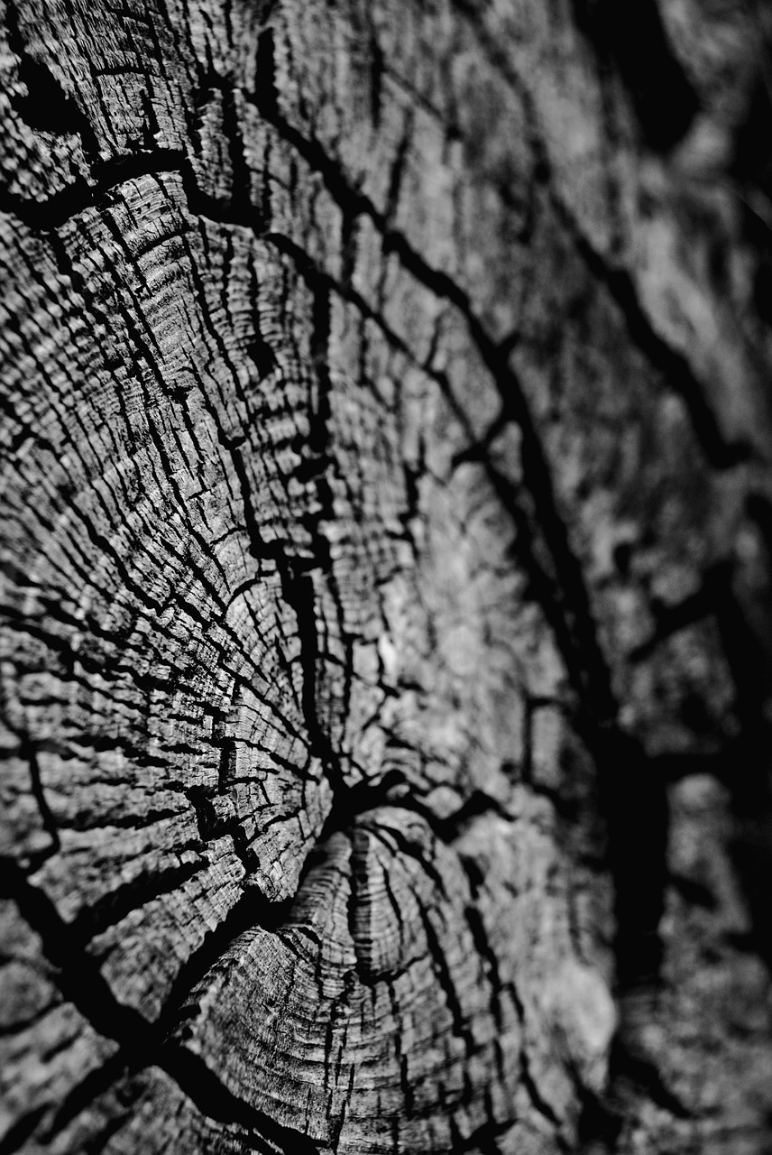 black and white nature trunk free photo