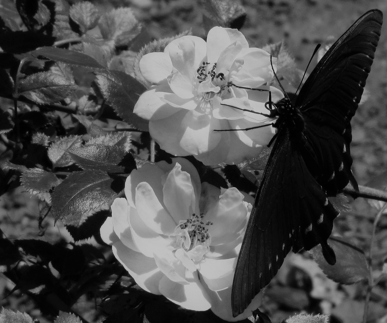 black and white black butterfly free photo