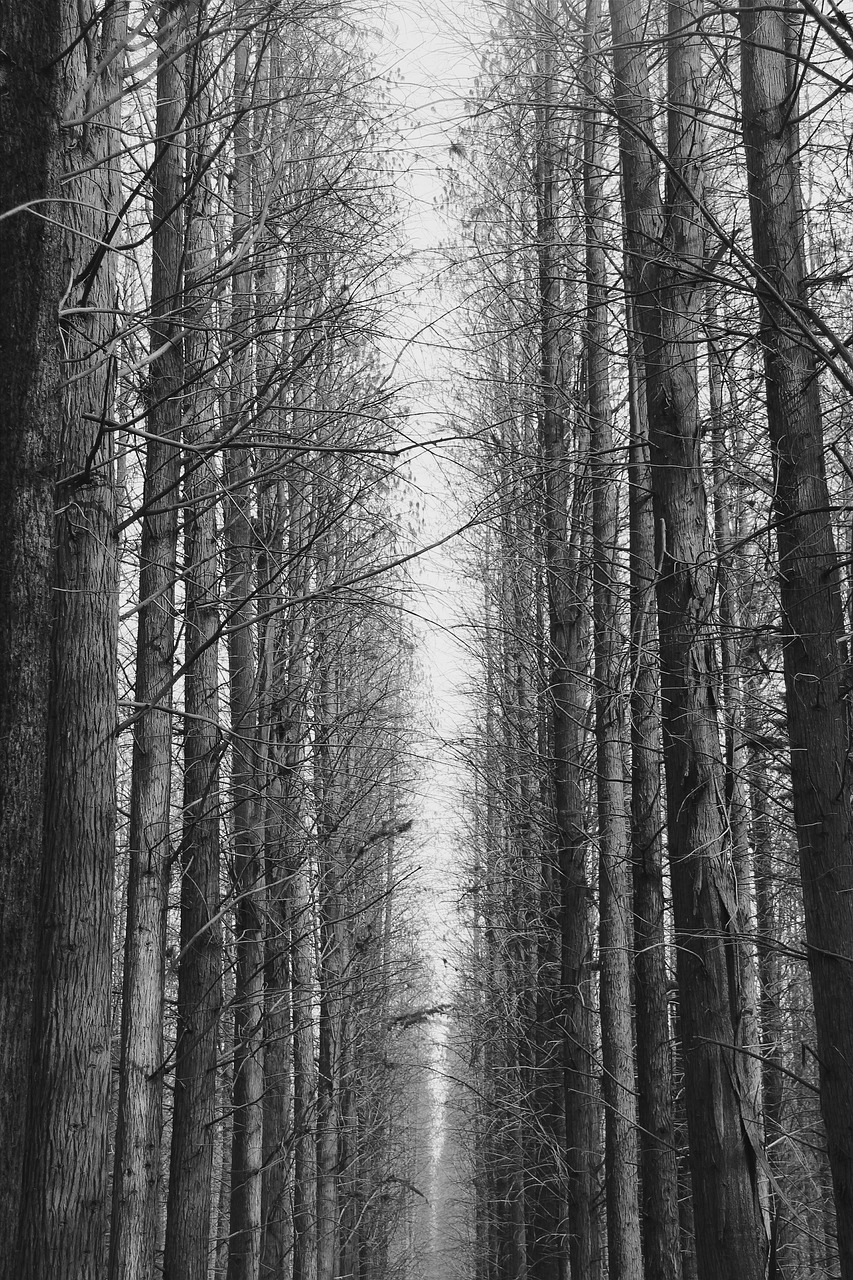 black and white woods forest free photo