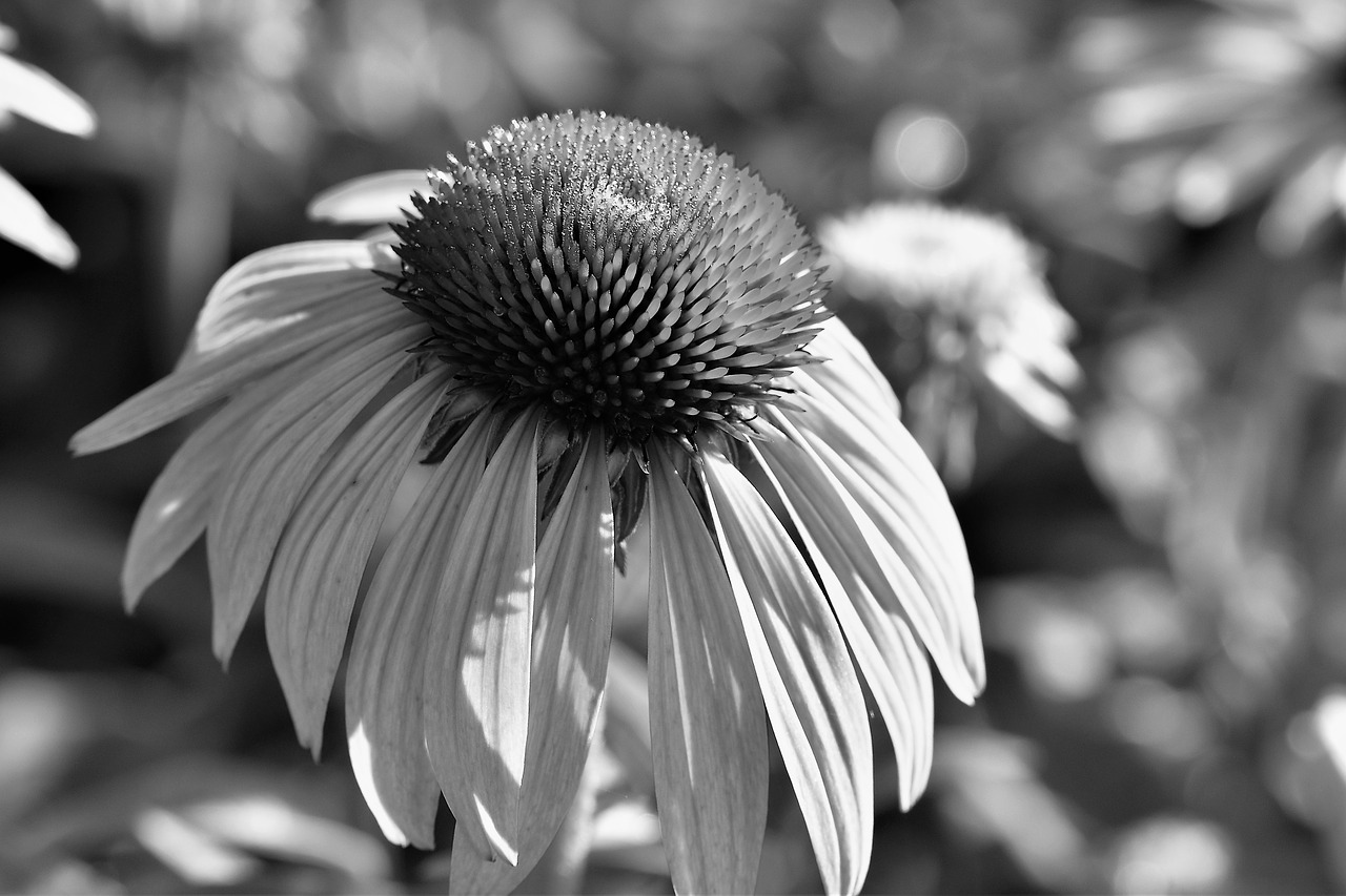 black and white plant leaf free photo