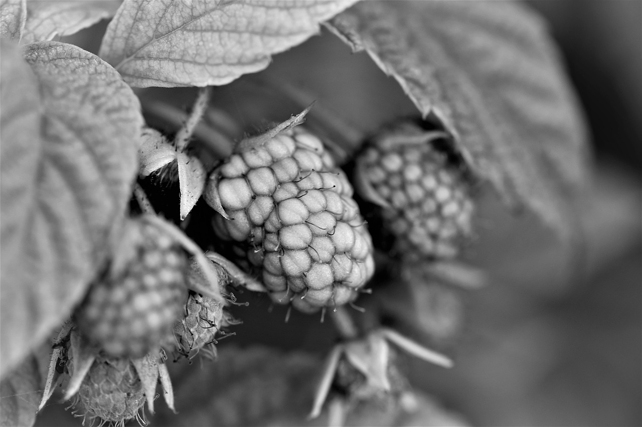 black and white raspberry fruit free photo