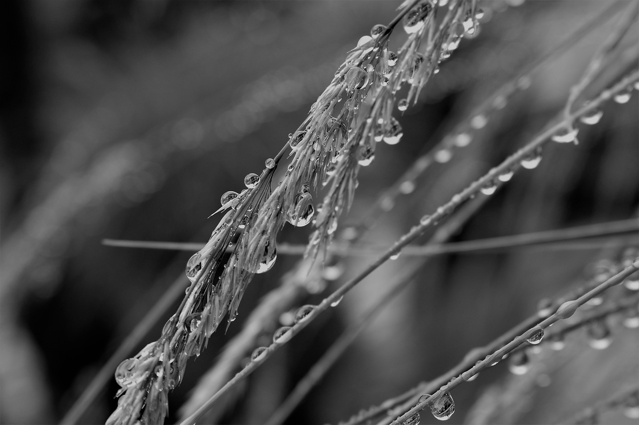 black and white raindrop drip free photo