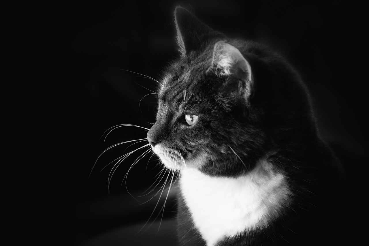 black and white b w cat free photo
