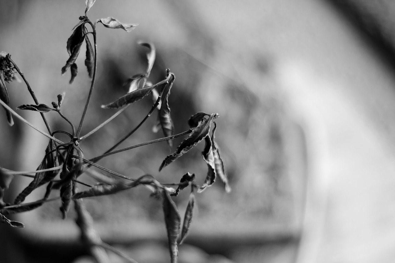 black and white plant leaf free photo