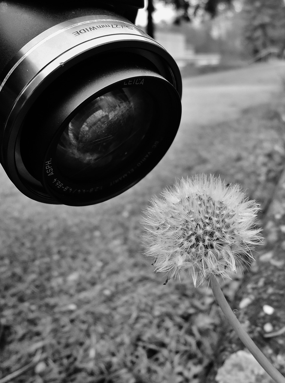 black and white dandelion nature free photo