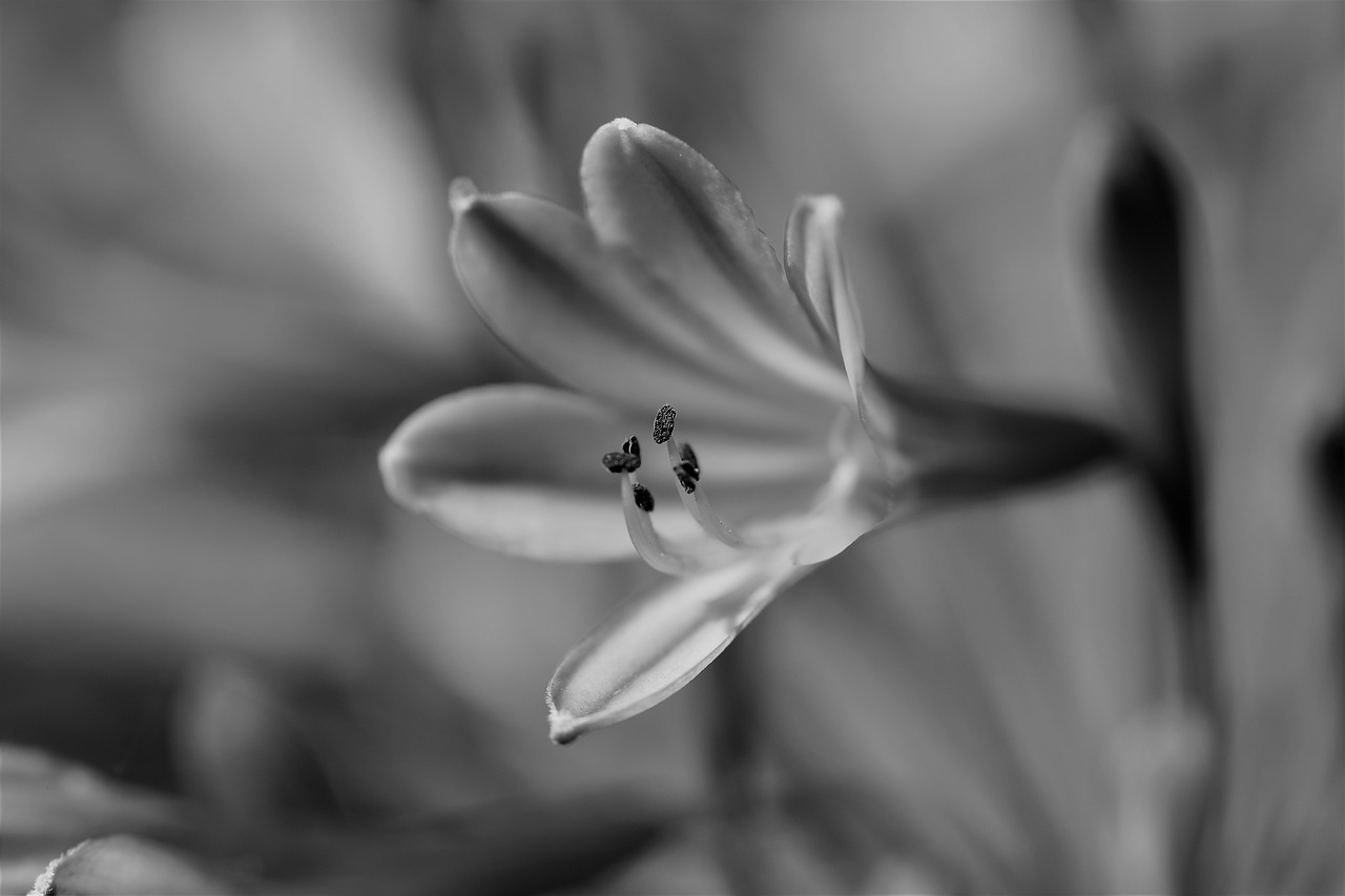 black and white flower blossom free photo
