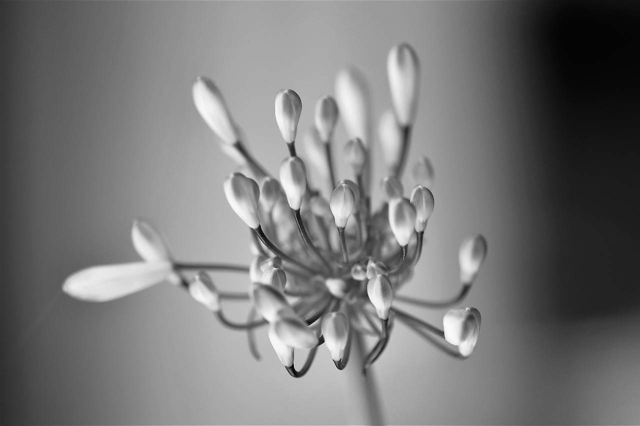 black and white flower blossom free photo