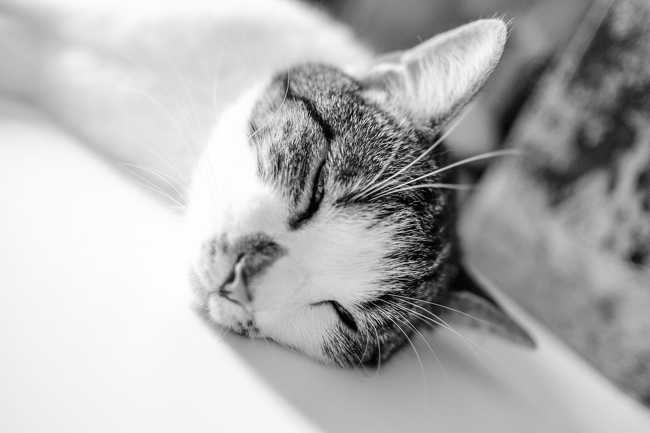 black and white cat pet free photo