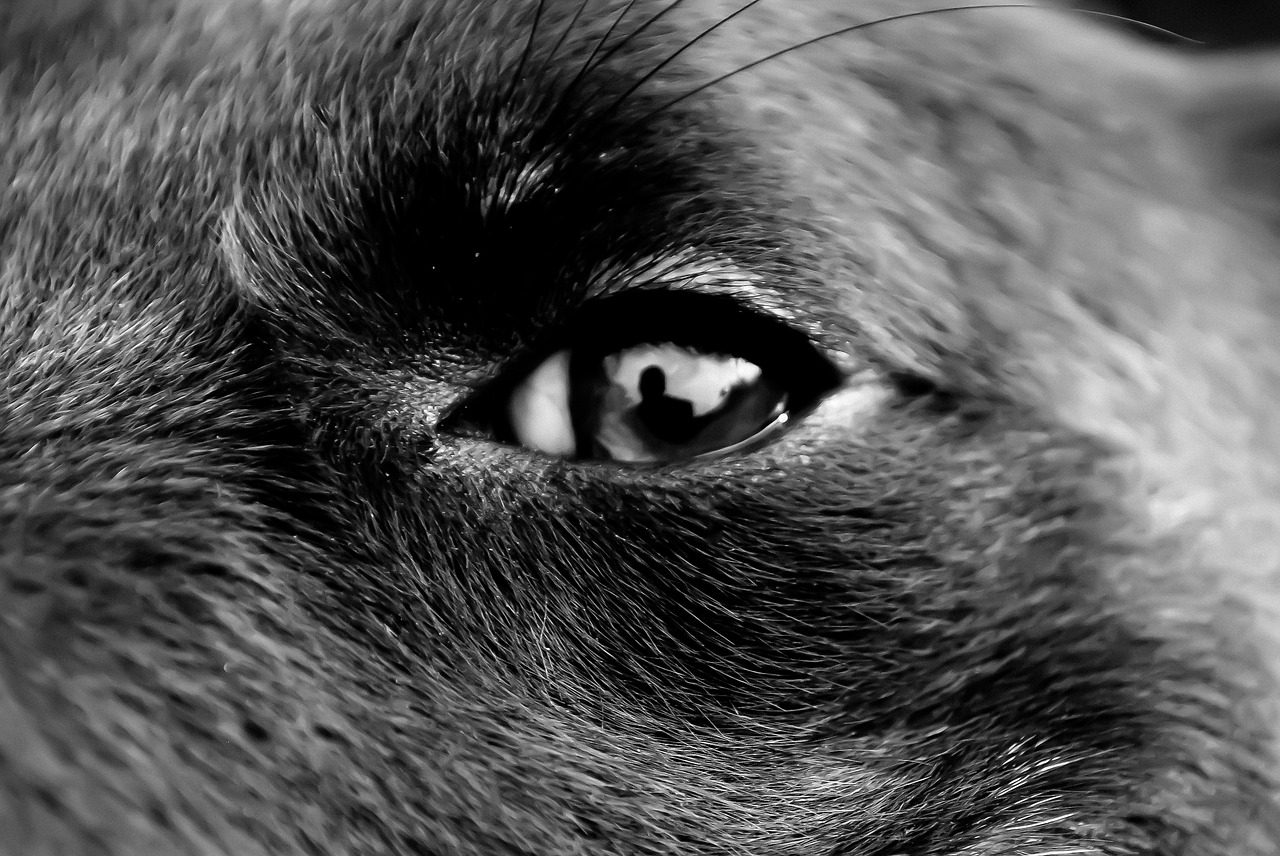 black and white eyes pet free photo