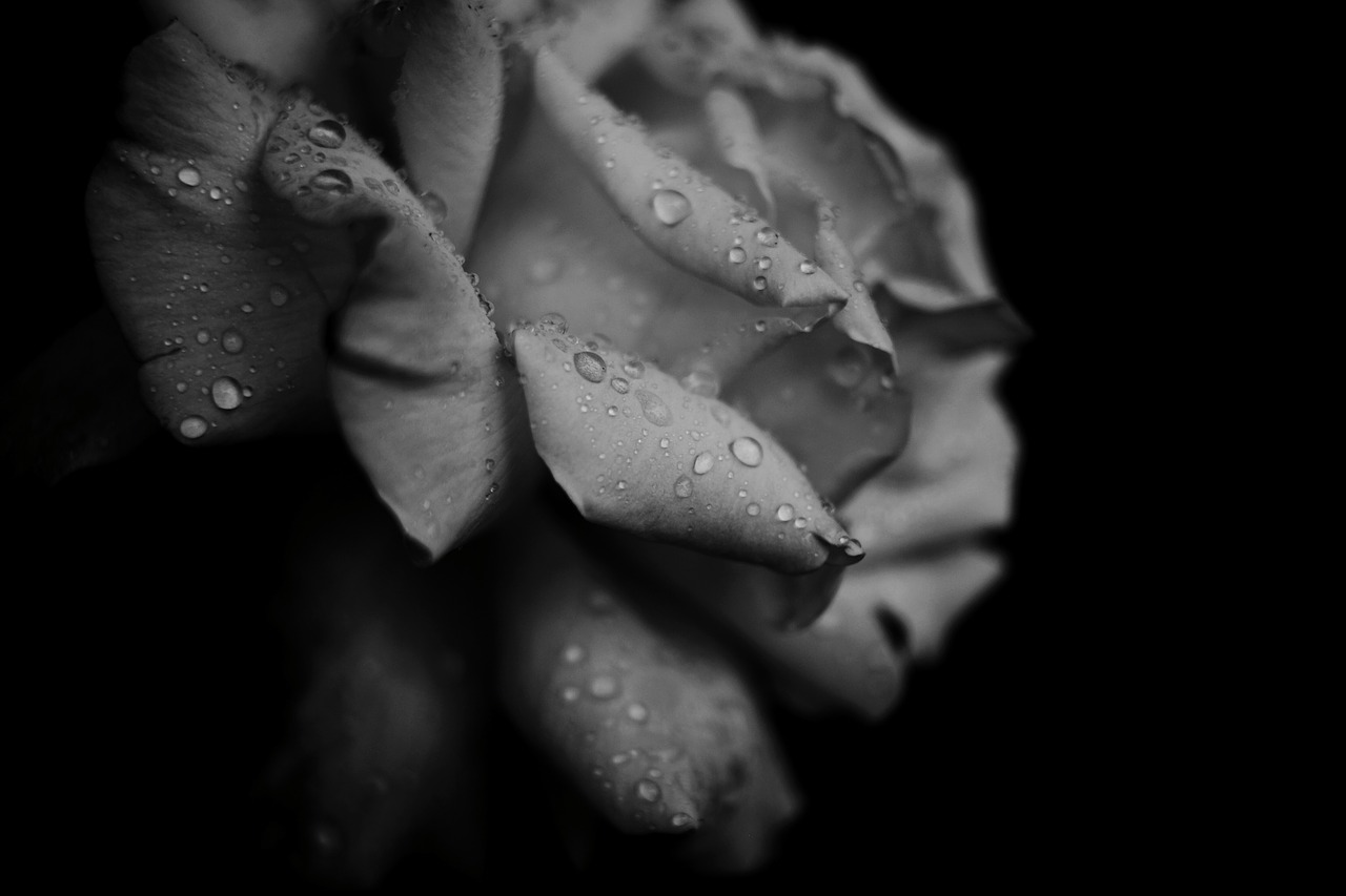 black and white petals flower free photo