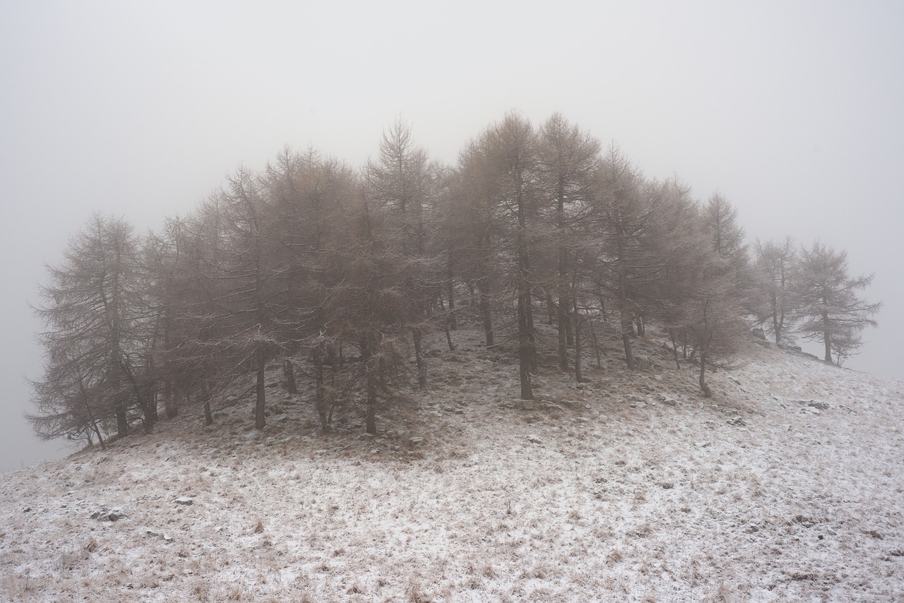 black and white trees plants free photo