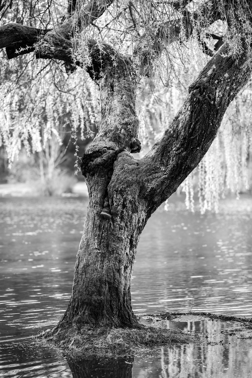 black and white river water free photo