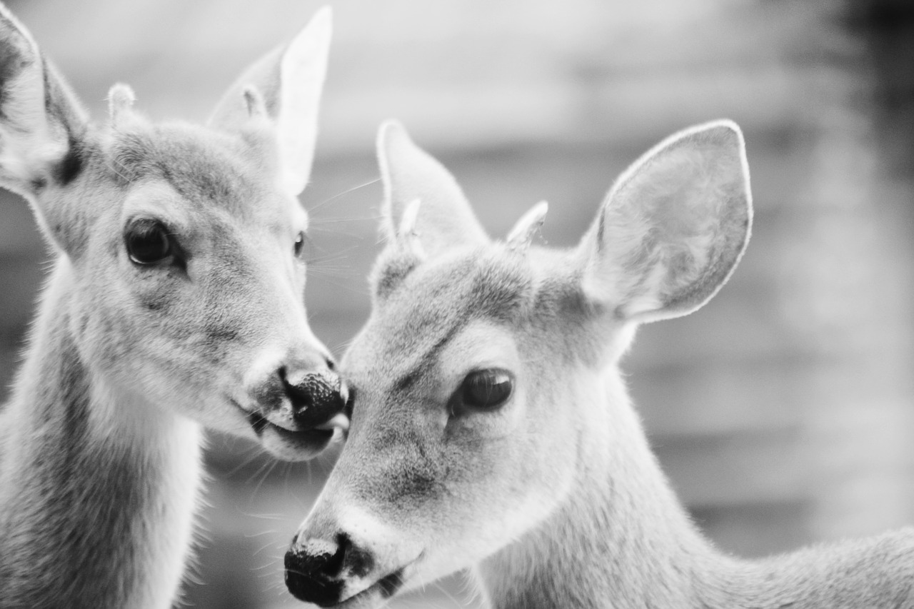 black and white deer animal free photo