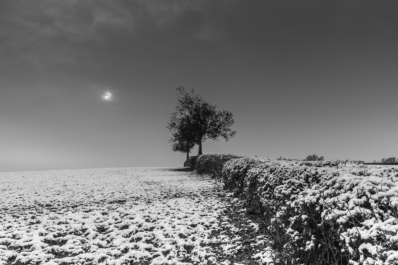 black and white tree plant free photo