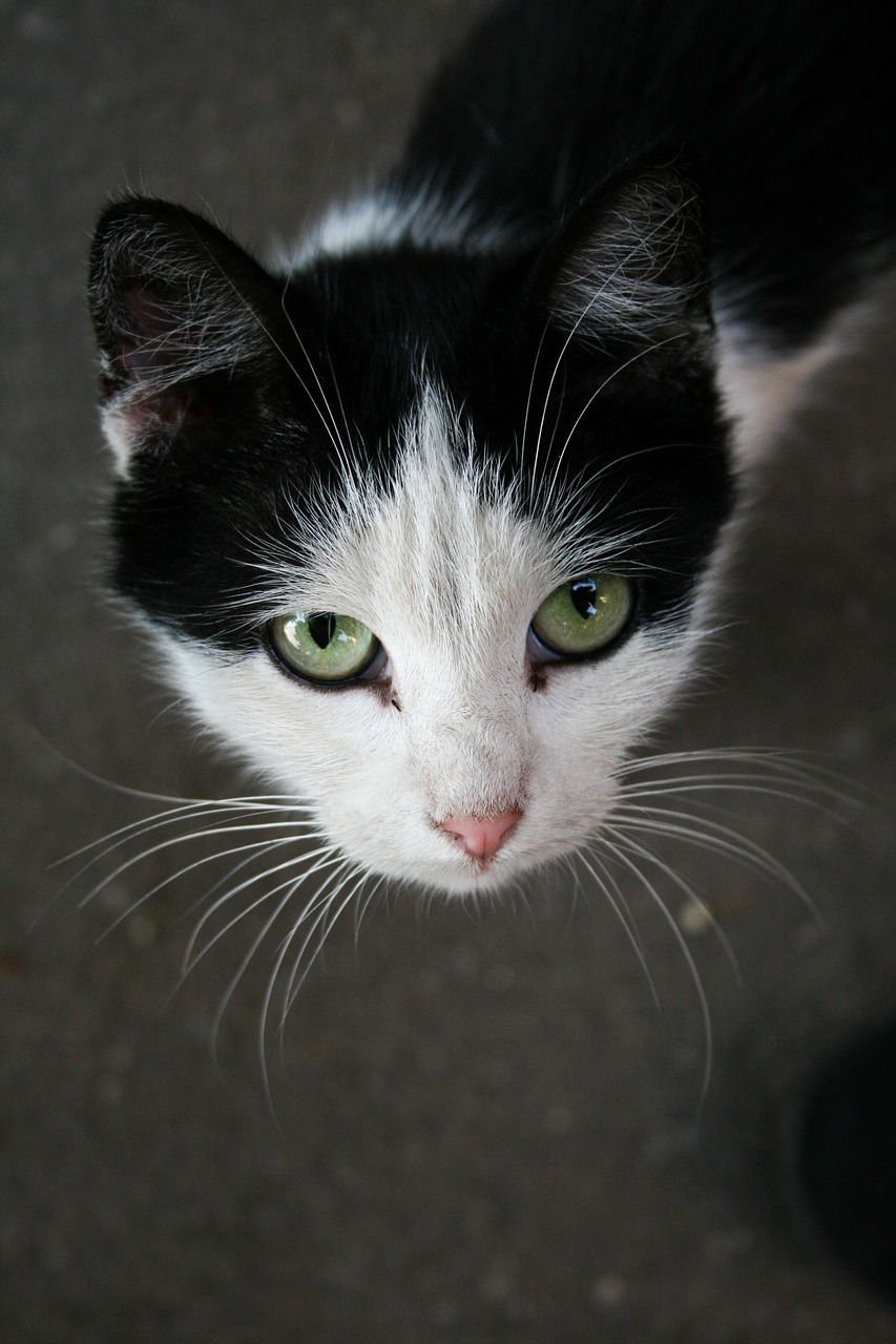 black and white cat pet free photo