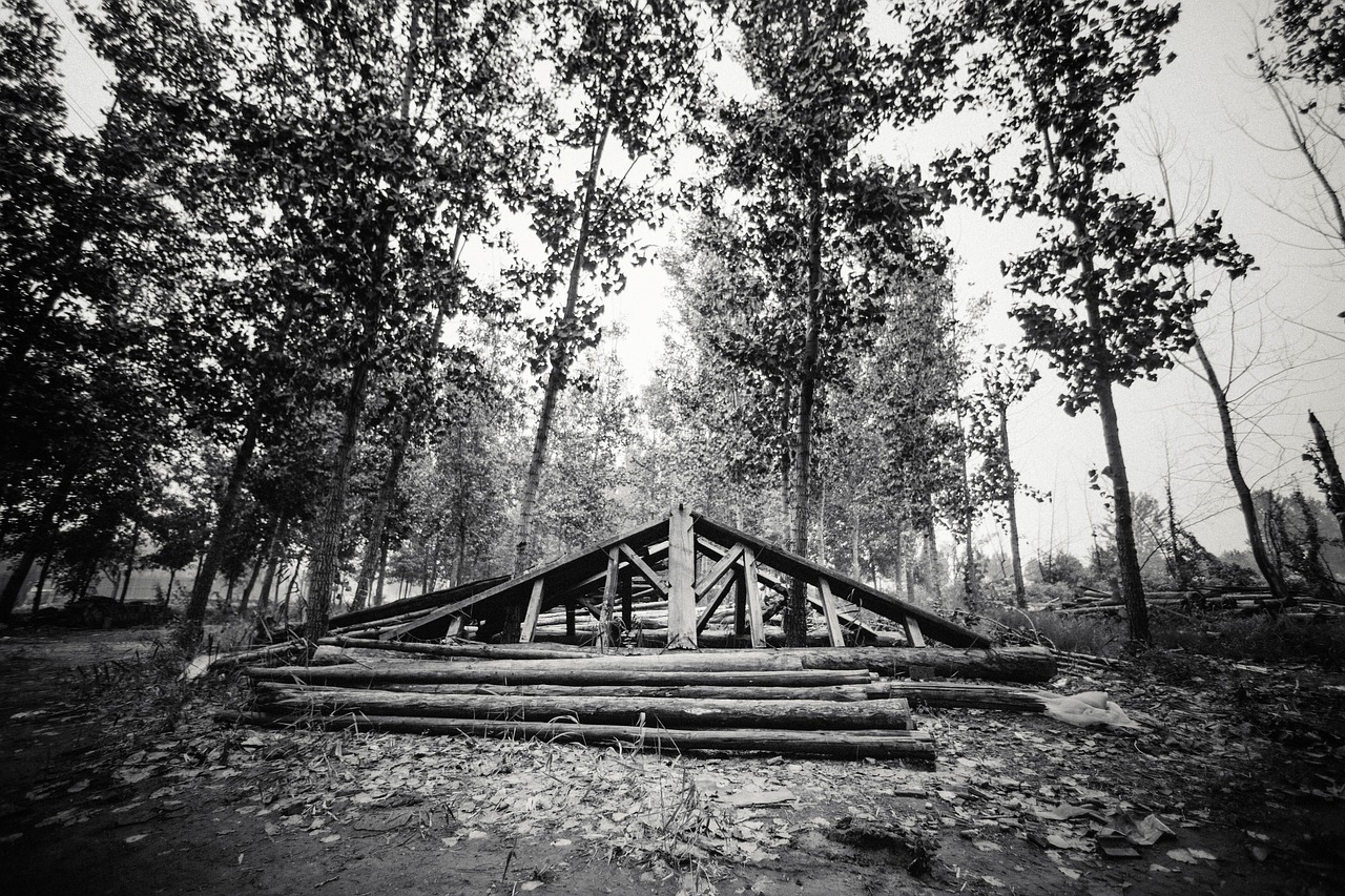 black and white nature tree free photo