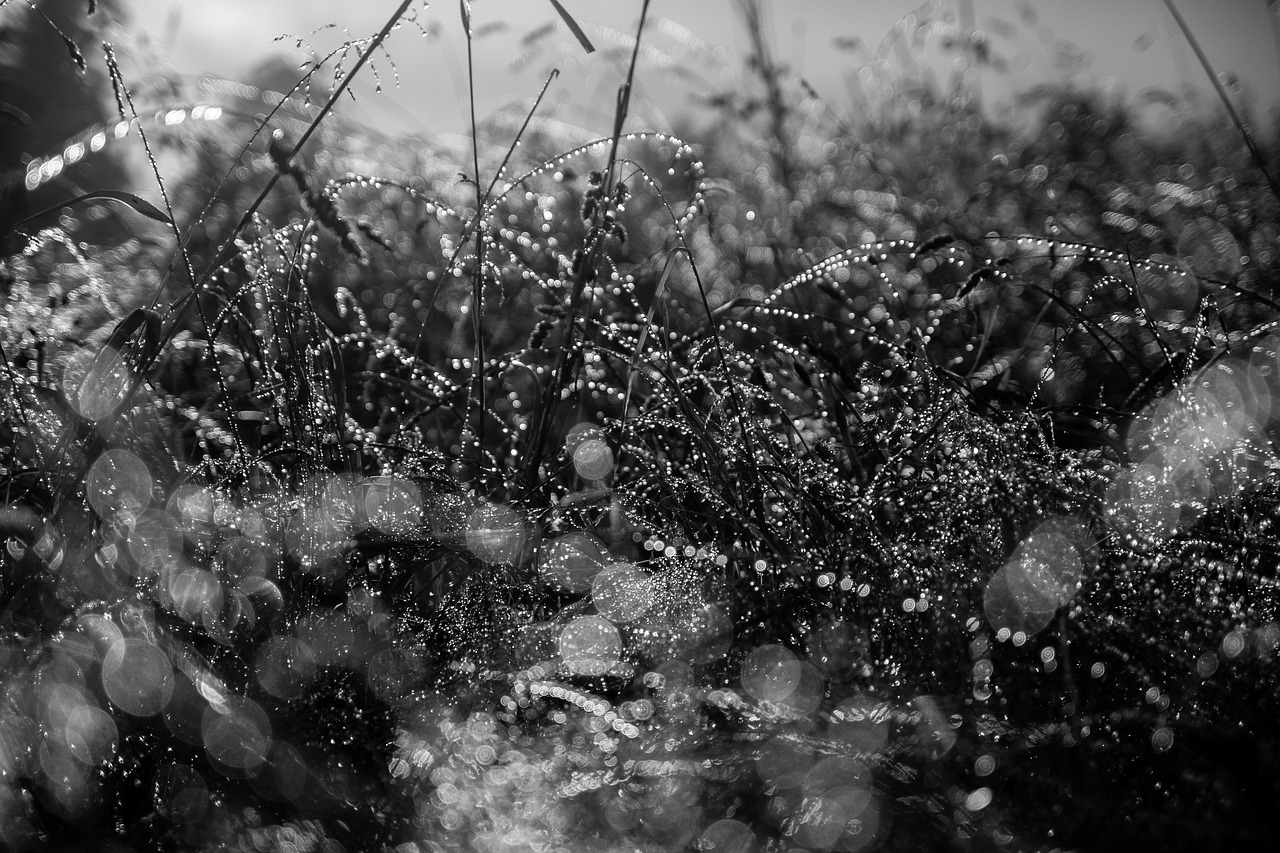 black and white grass outdoor free photo