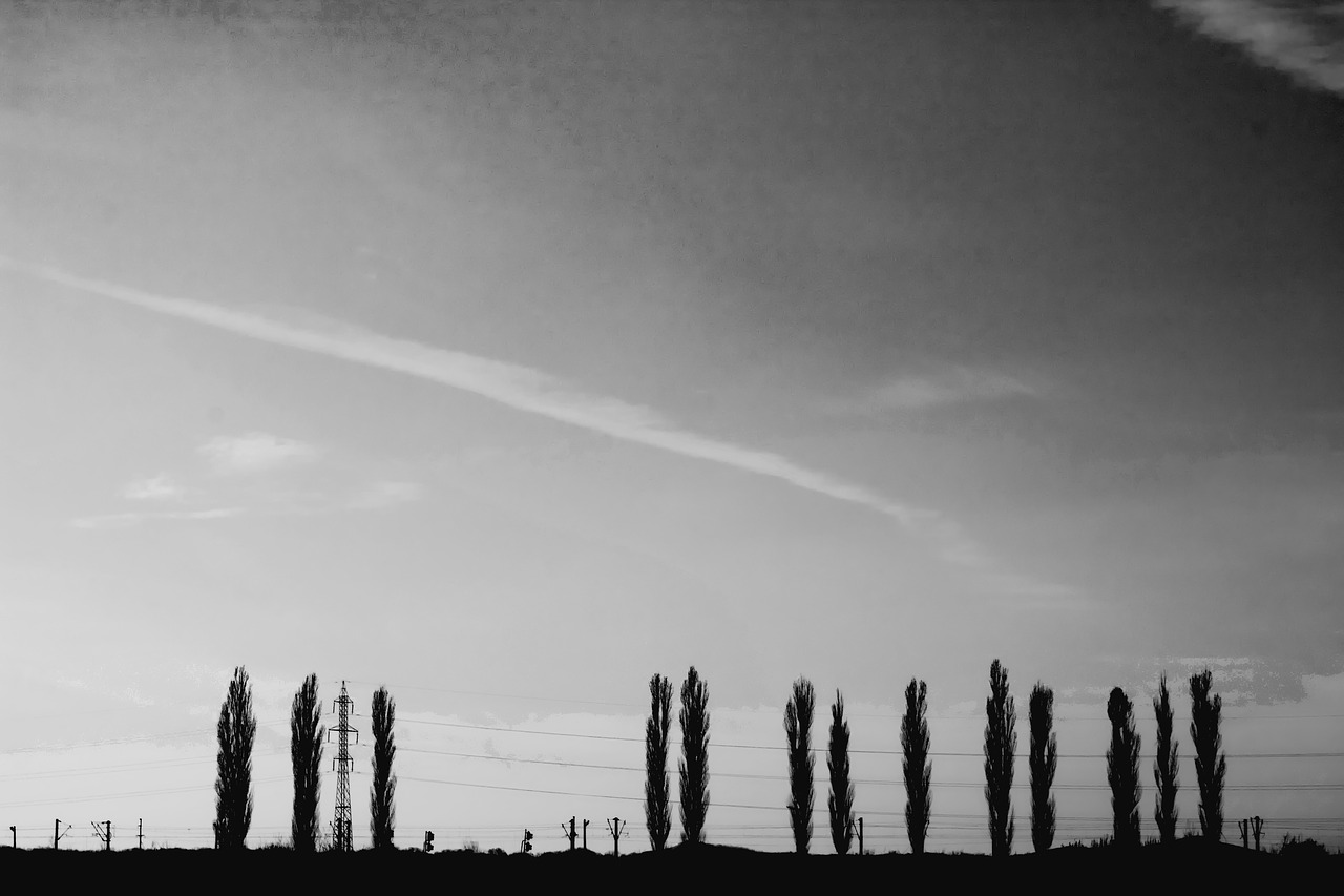 black and white tree landscape free photo
