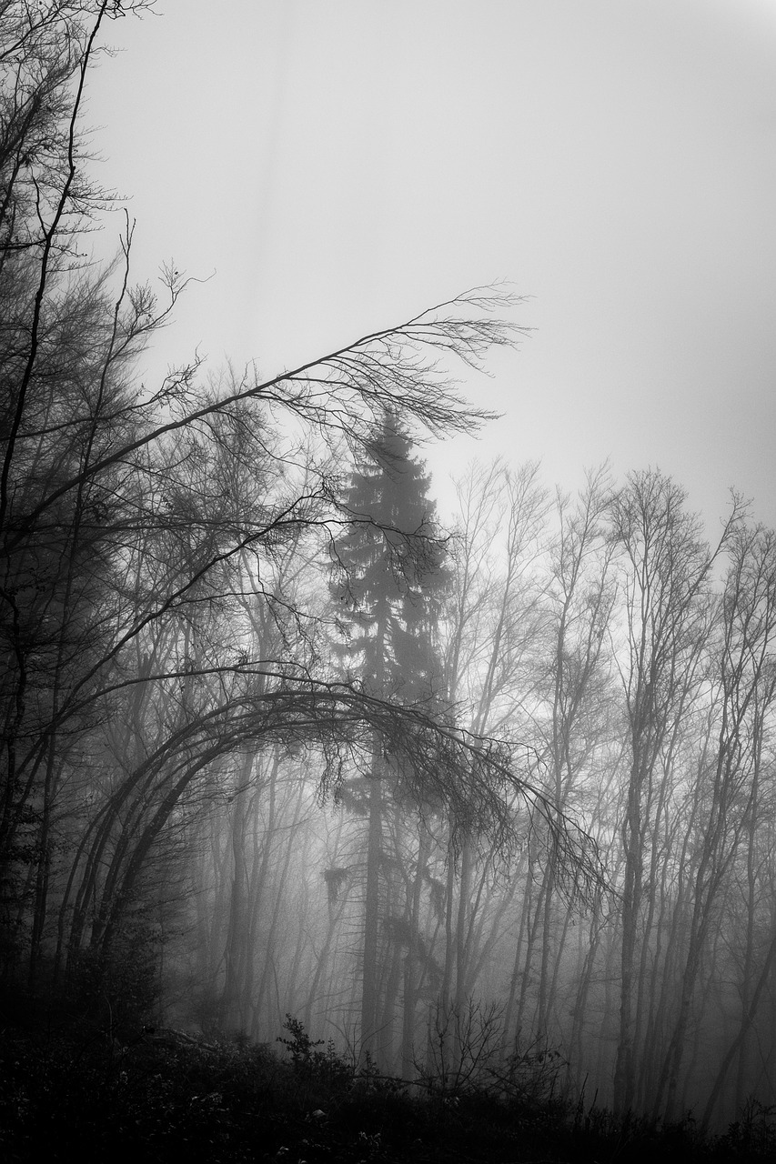 black and white trees plant free photo