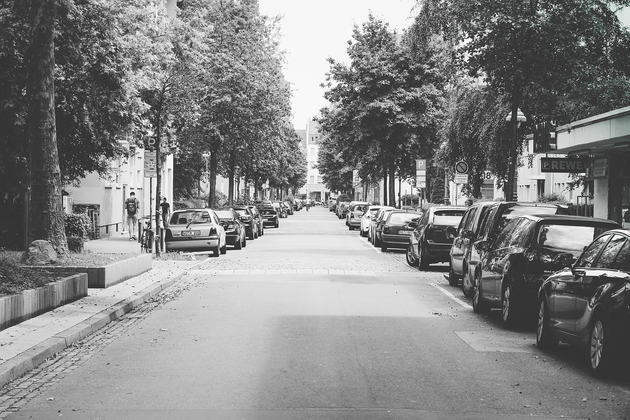 black and white trees plant free photo