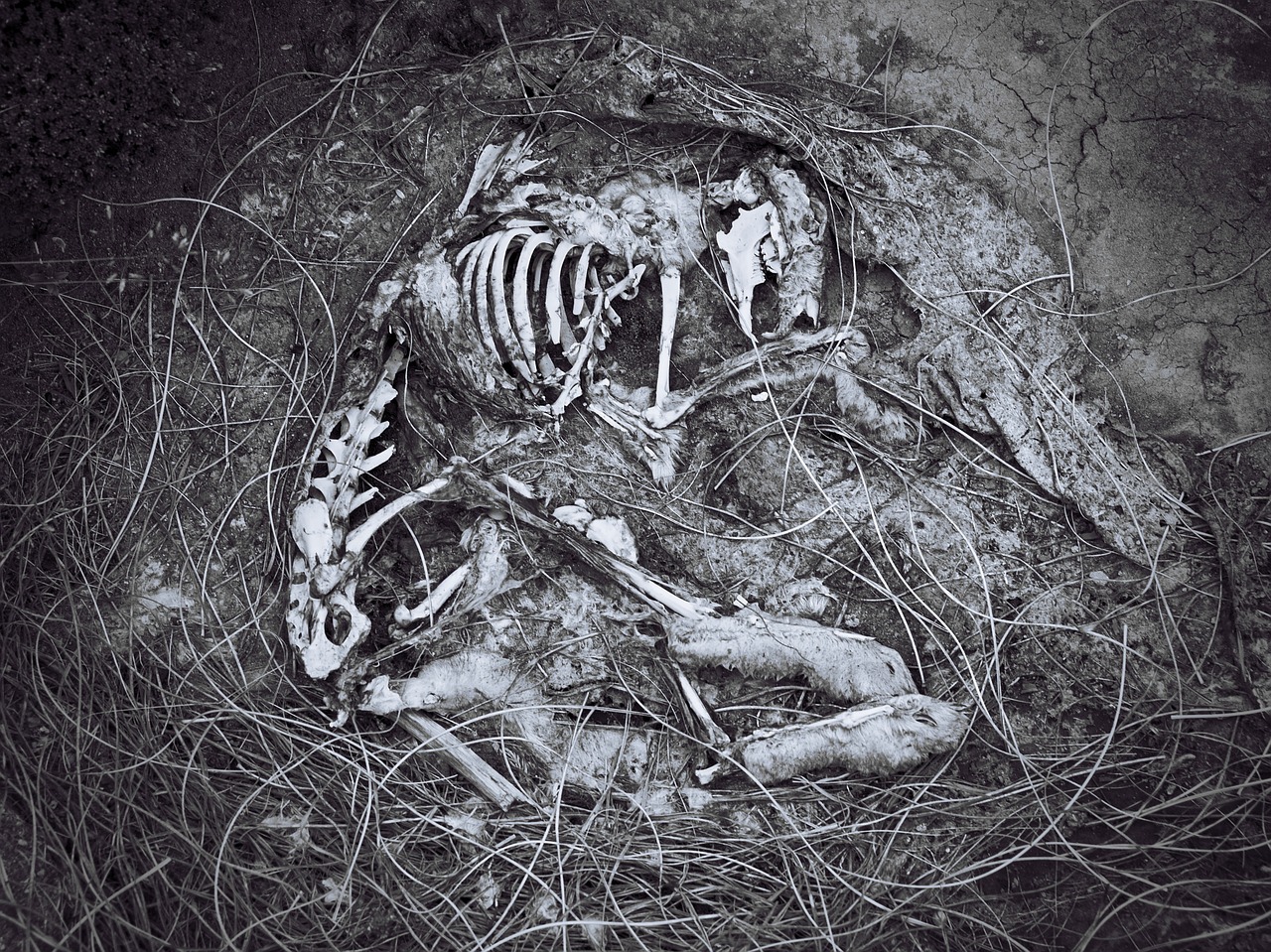 black and white animal skeleton free photo