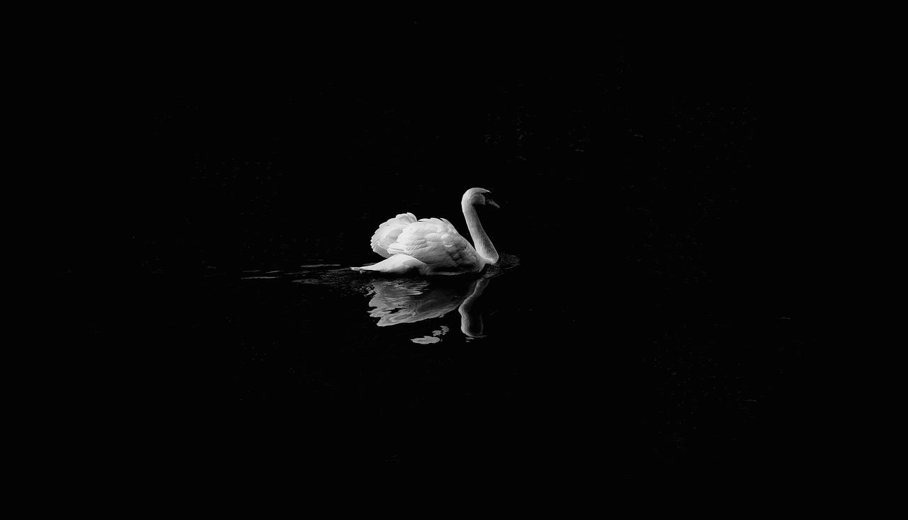 black and white dark swan free photo