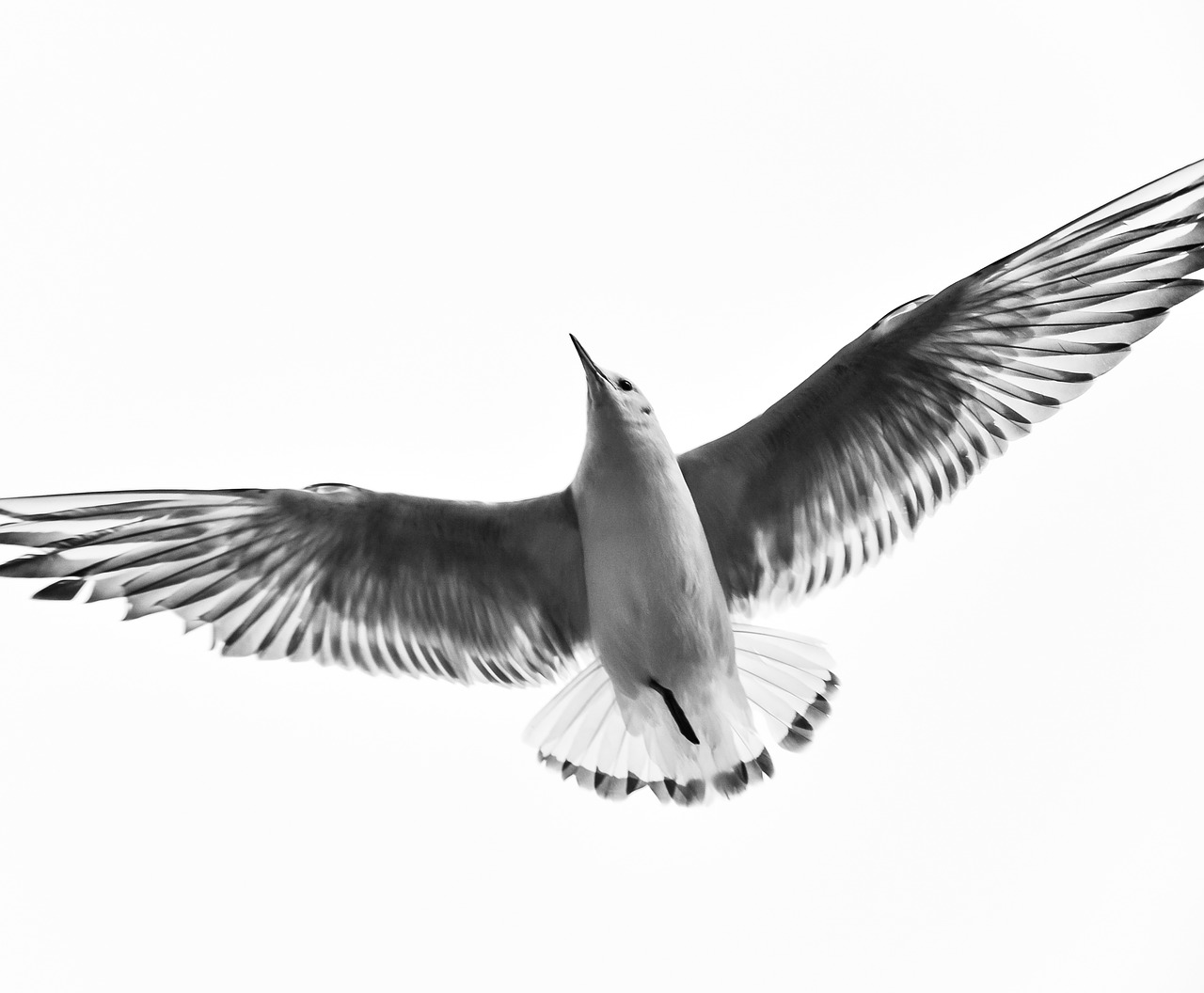 black and white bird fly free photo