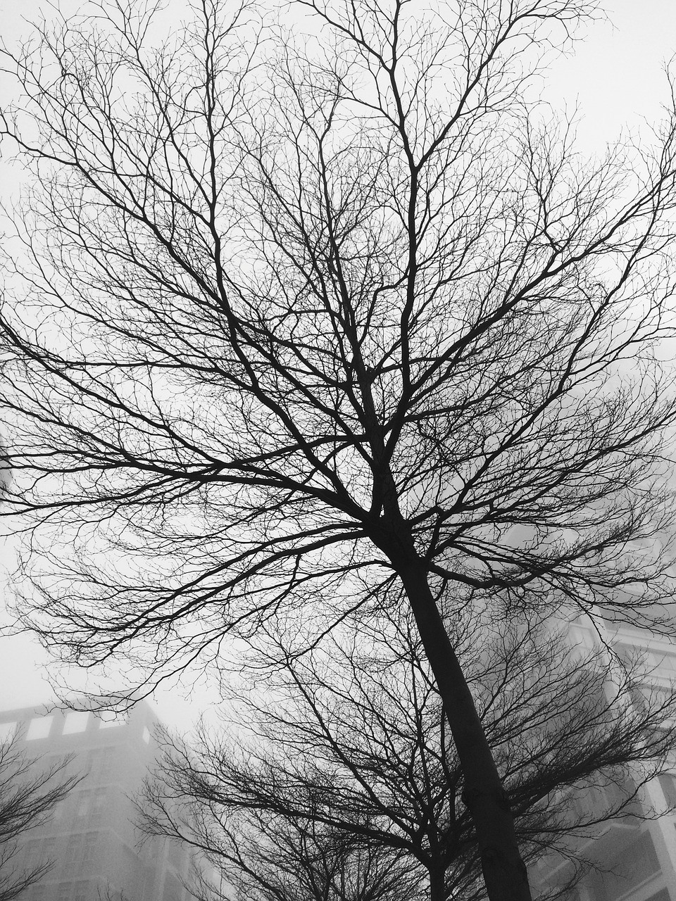 black and white trees morning free photo