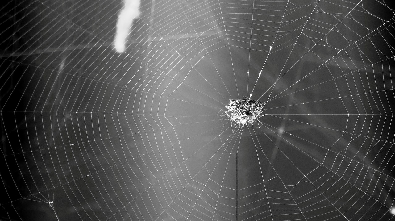 black and white insect spider weaver free photo