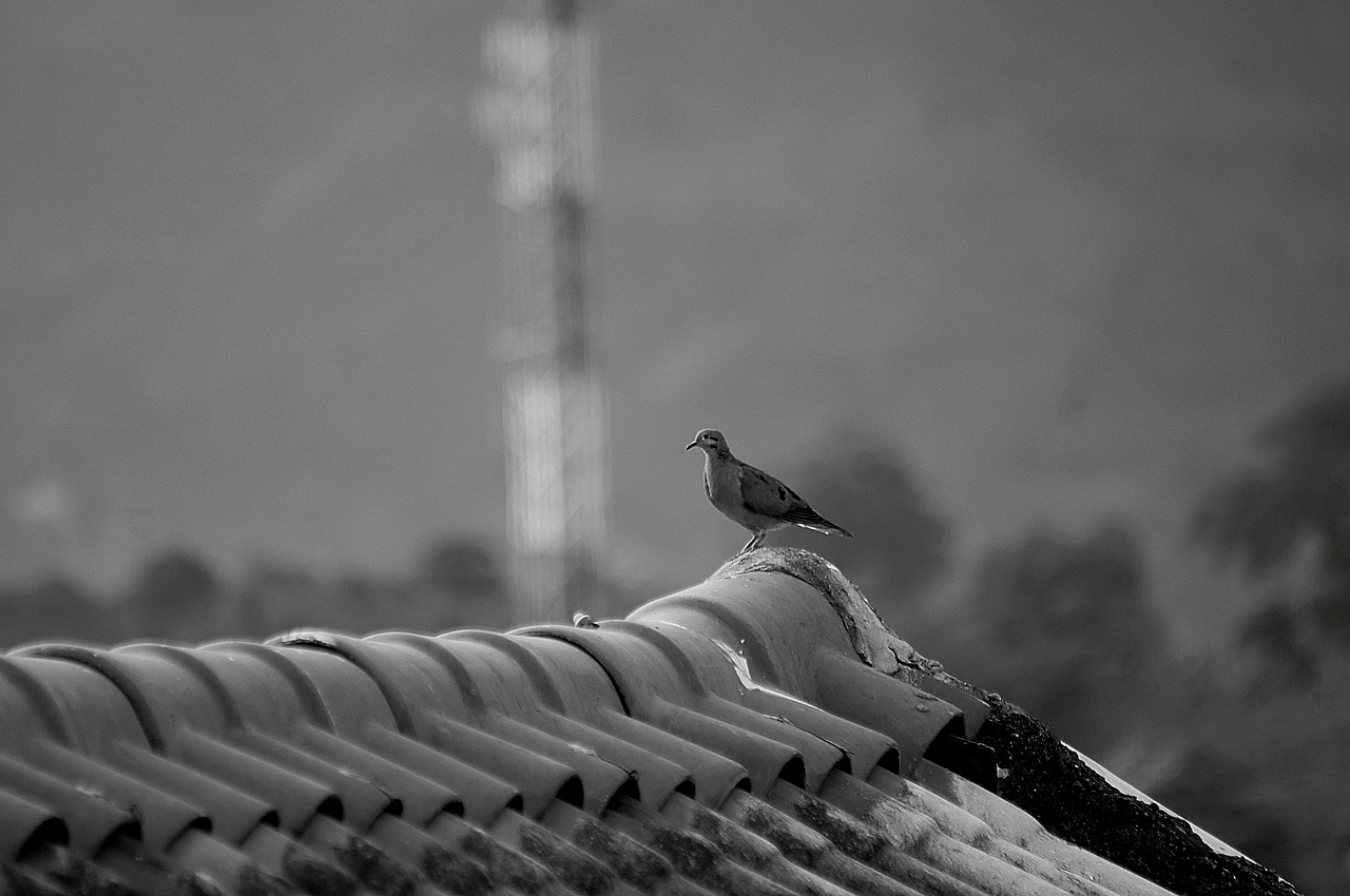black and white bird ave free photo