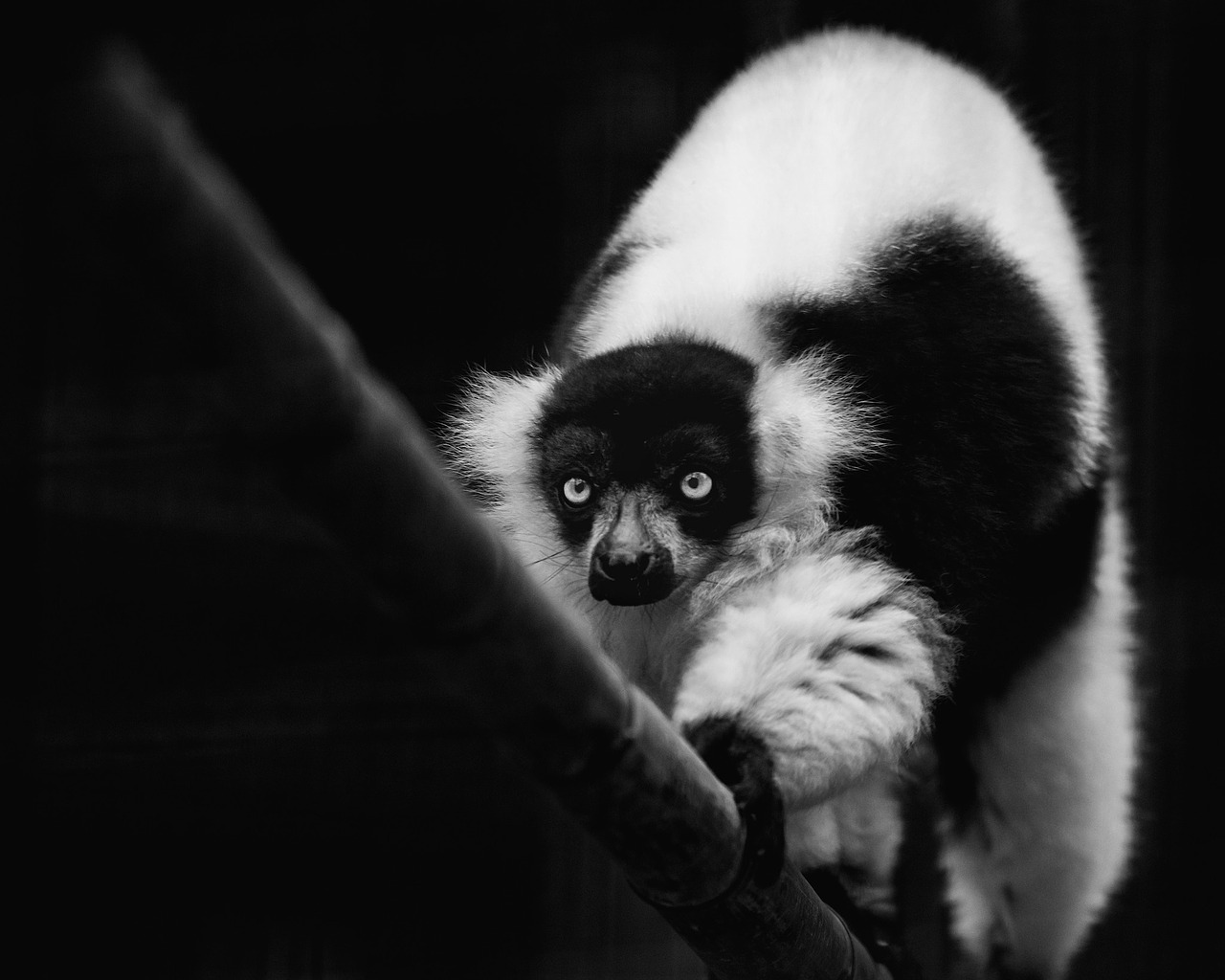 black and white monochrome animal free photo