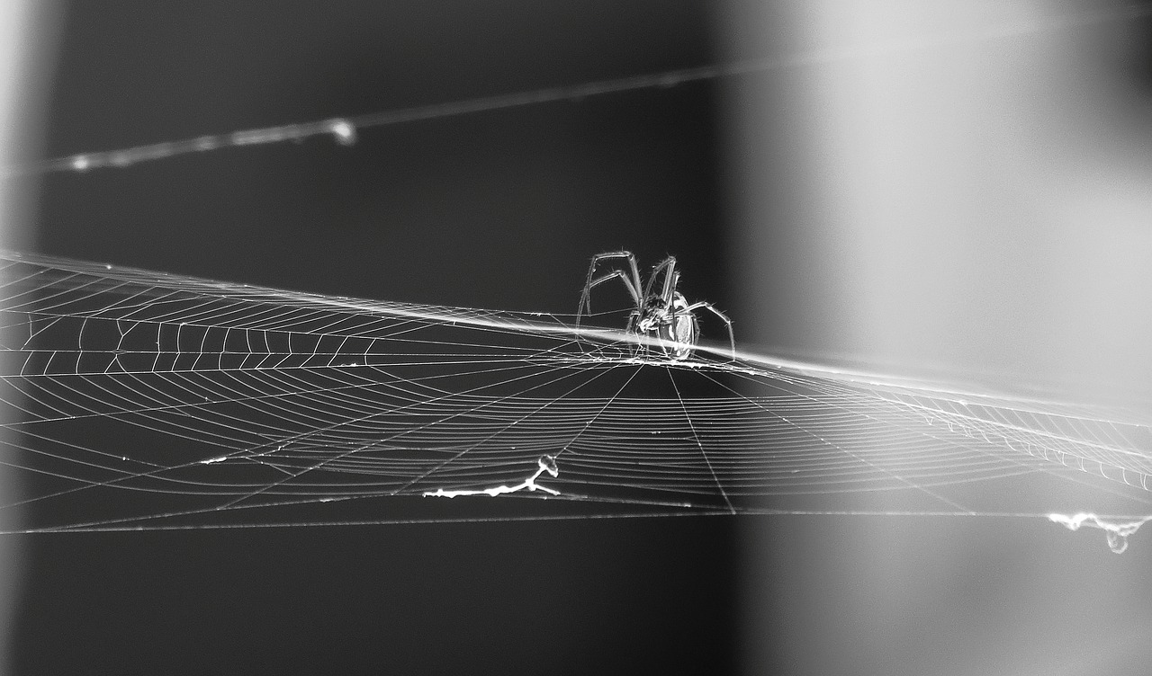 black and white insect spider free photo