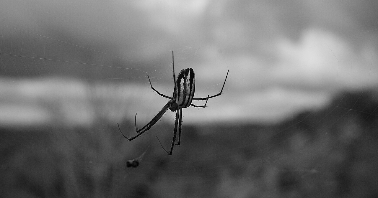 black and white insect spider free photo