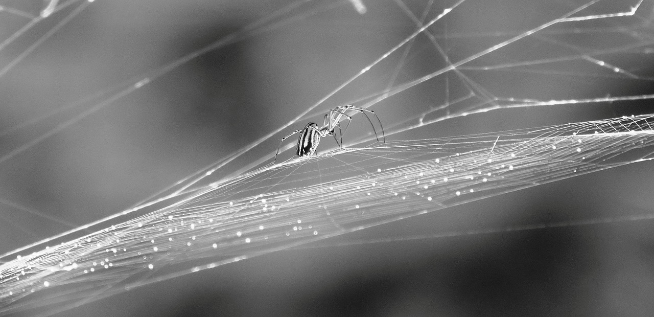 black and white insect spider free photo