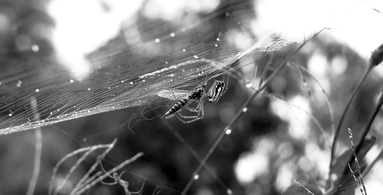black and white insect spider free photo