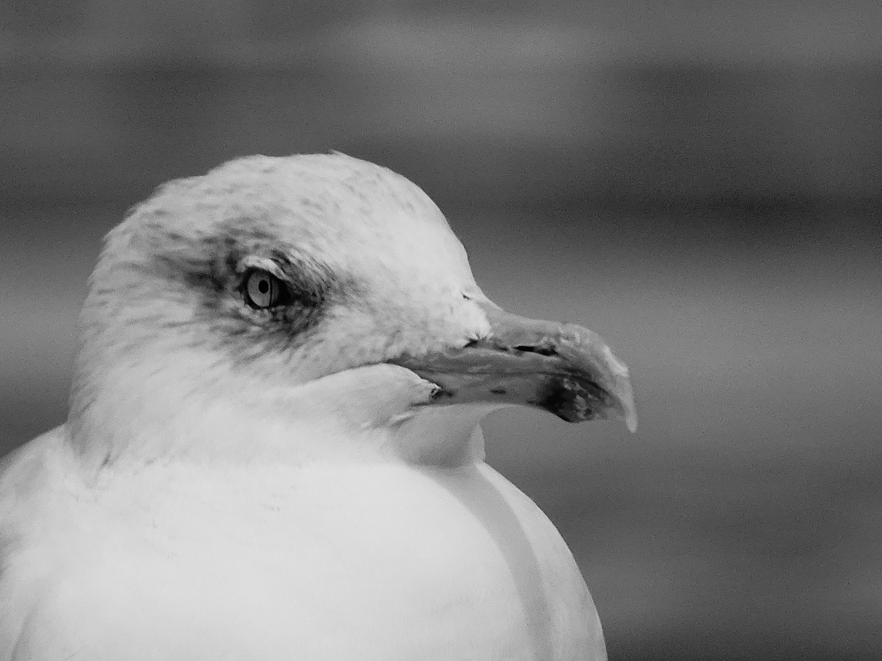 black and white bird sea free photo