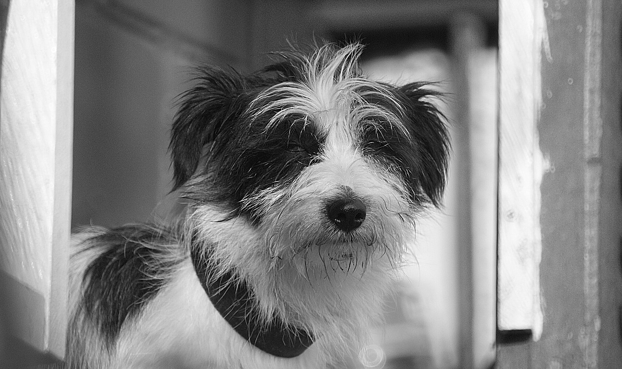 black and white dog can free photo