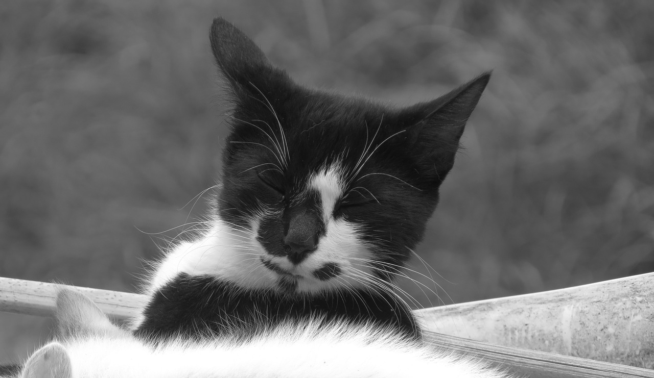 black and white cat domestic free photo