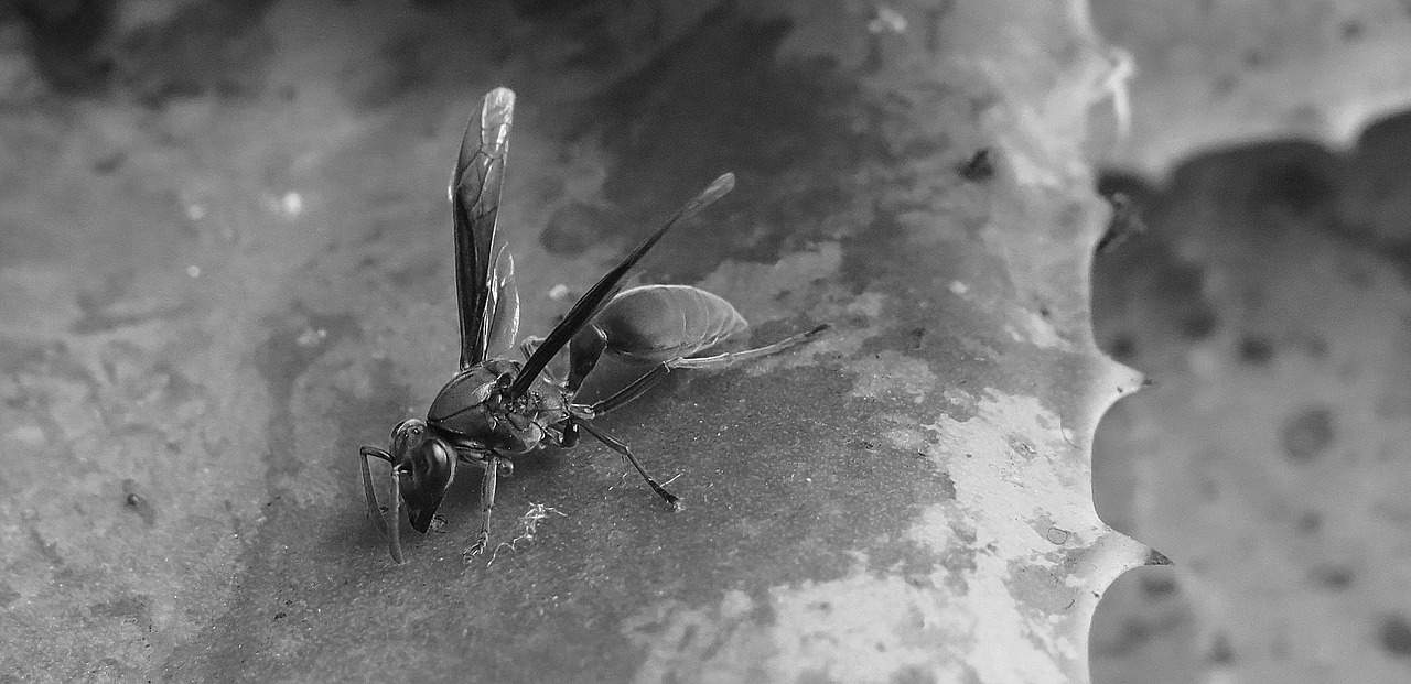 black and white wasp insect free photo