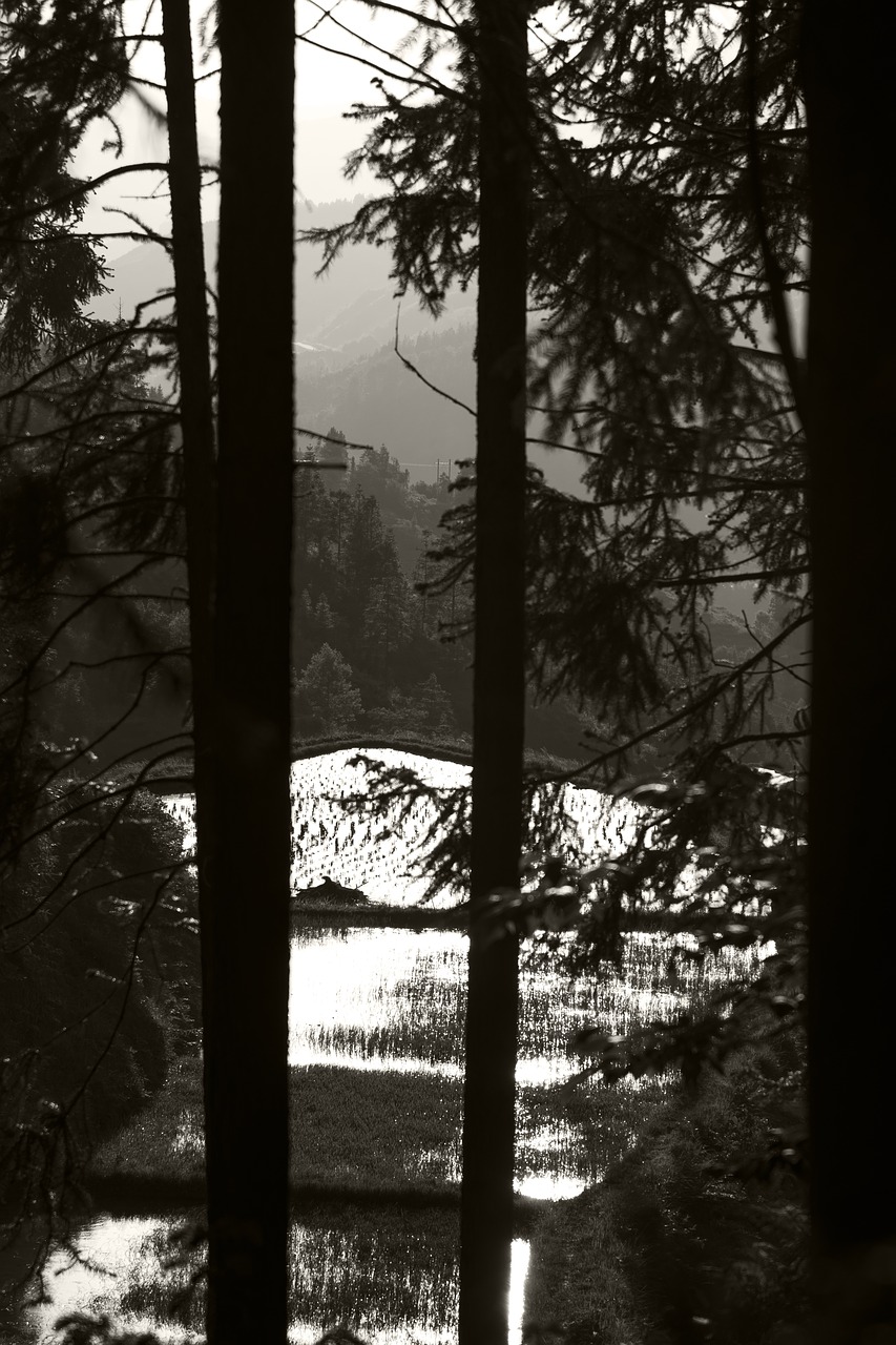 black and white woods slot free photo