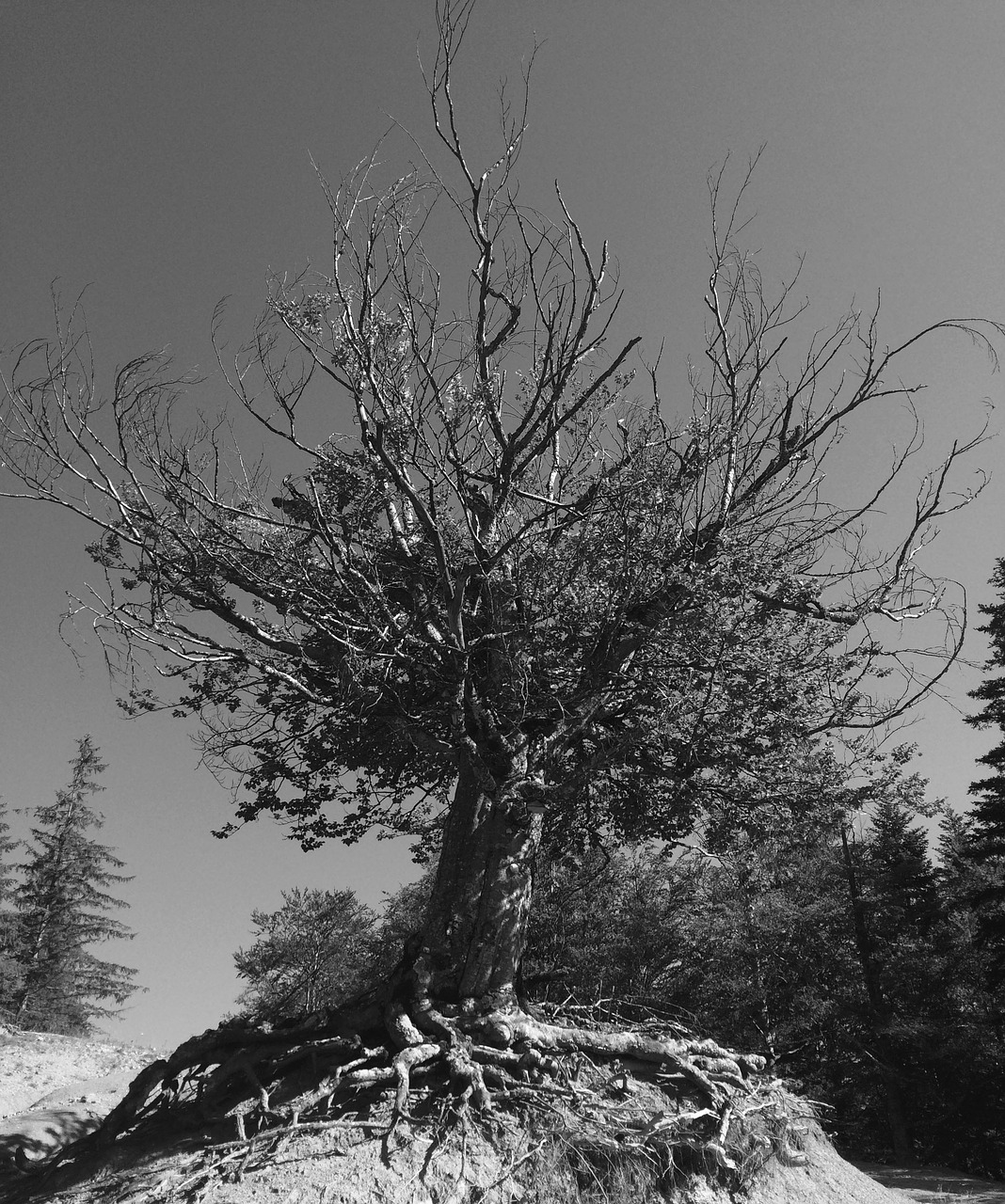 black and white tree solitude free photo