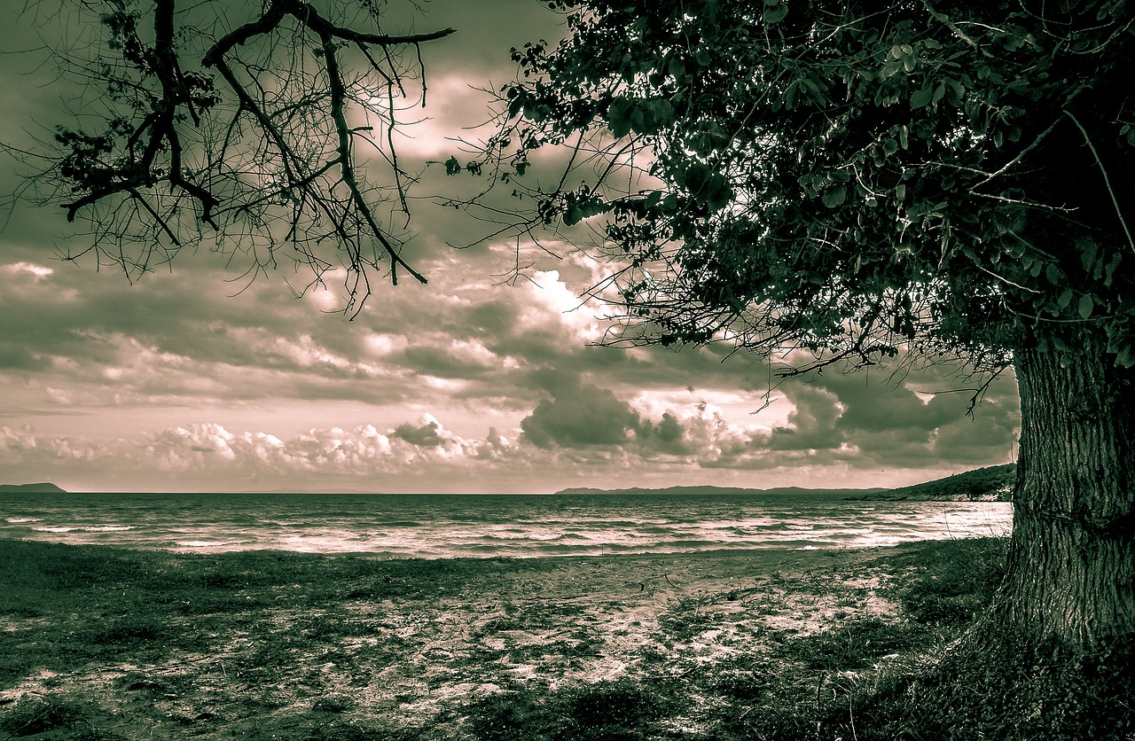 black and white beach sea free photo