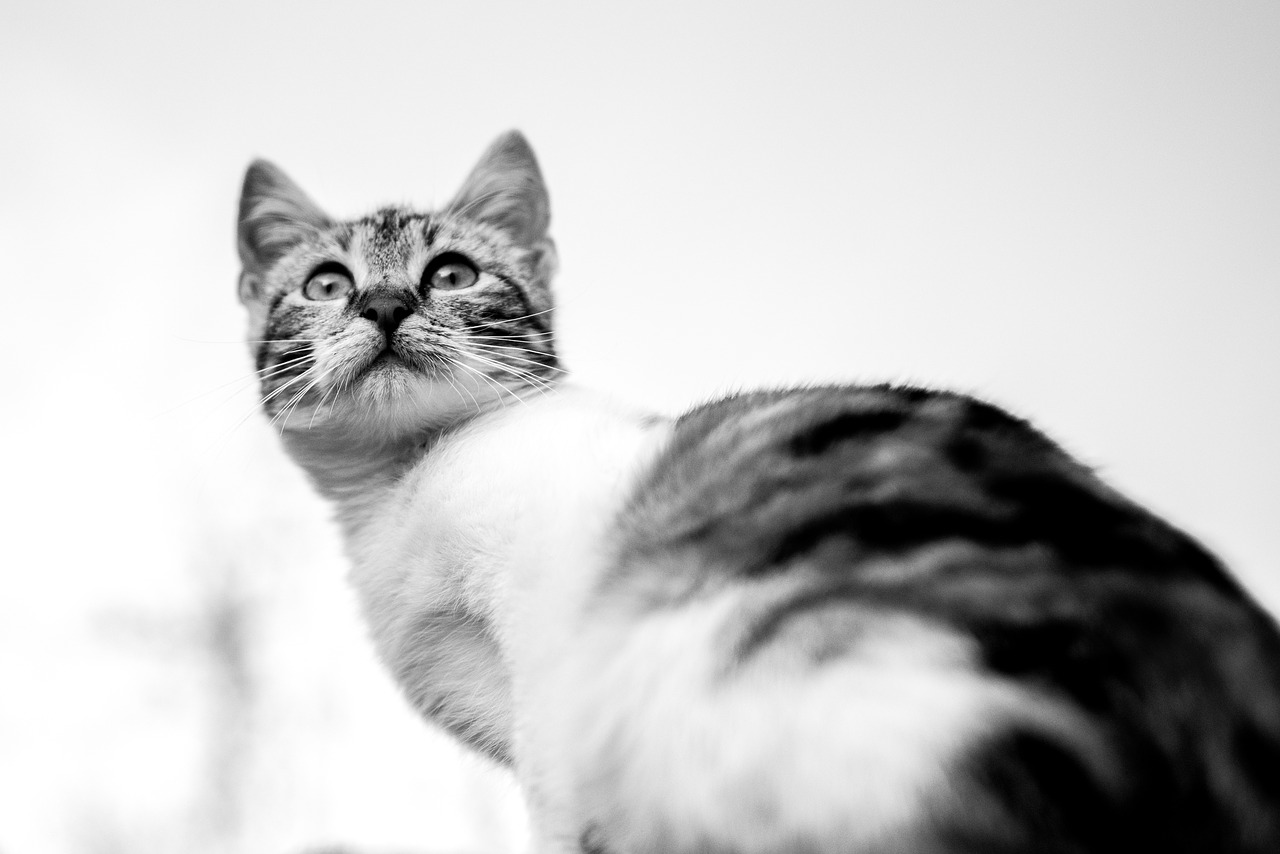 black and white cat fluffy free photo